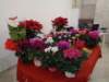 dsc00834_small.jpg